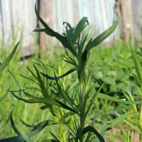 semillas de estragón perennes resistentes silvestres, cobertura del suelo de balcón, interior de jardín 60pcs