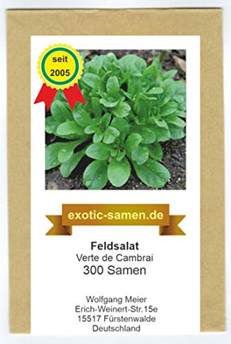 Feldsalat - Rapunzel - Verte de Cambrai - recht mehltaufest - Rosettenförmig - 300 Samen