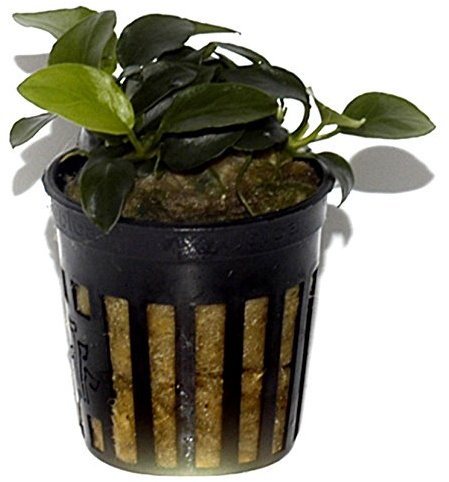 Tropica Anubias Petite - Planta de acuario viva cultivada en la UE y segura para camarones