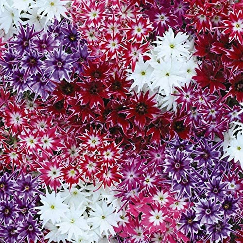 Phlox Pop Stars Mixed Garden Plant Half Hardy Annuals Garden Plants Easy to Grow Your Own 15x Garden Ready Plants by Thompson and Morgan (15)