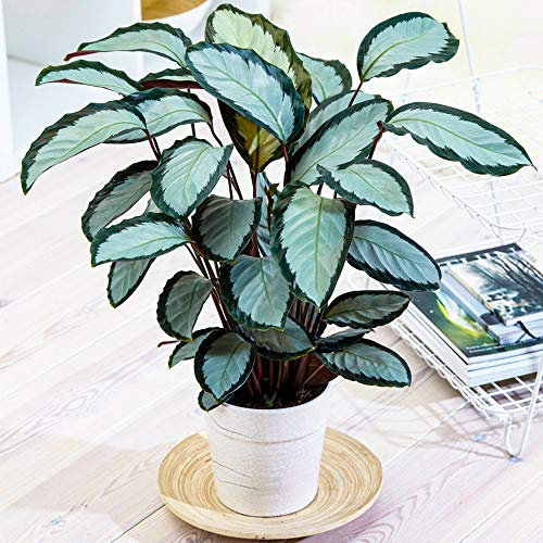 30-40cm Potted Calathea picturata 'Argentea' Silver Variegated Indoor Houseplant