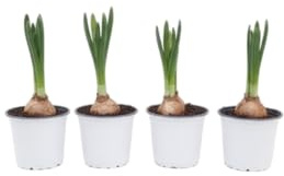 DECOALIVE Pack Natural Cuatro Narcisos Bulbos Vivos que Representan Renovación y Optimismo