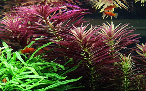 Tropica Aquarium Pflanze Limnophila hippuridoides Nr.047C Wasserpflanzen Aquarium Aquariumpflanzen