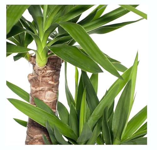 Árbol Natural Yucca 2 Troncos 60-30 Planta Natural de Interior