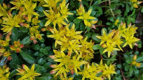 Sedum floriferum 'Weihenstephaner Gold' / Orpin jaune/Godet/Succulente