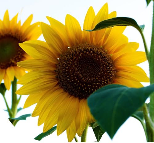 Graines de Tournesol géant | 250 g - 2.500 graines | Helianthus Uniflorus Giganteus | Faciles à planter | Semences de haute qualité | Graines pour le jardin, potager et balcon extérieur
