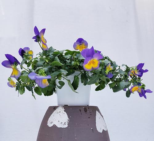 POWERS TO FLOWERS - VIOLE DEL PENSIERO, VIOLA A FIORE PENDULO AZZURRO, SET 5 PIANTE VASO 12CM DIAMETRO, piante vere