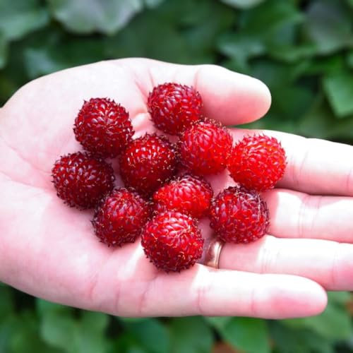 Rubus 'Hararasp' Raspberry Tree - Space-Saving, Disease-Resistant, Glossy Berries - Ideal for Small Gardens and Patios - 1x 5 Litre Potted Plant by Thompson & Morgan