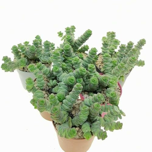 Succulent Plant Crassula Hottentot Jade or Money Plant in 11 cm Pot