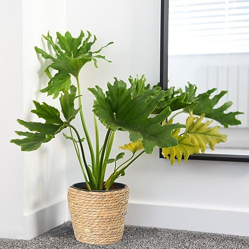 Philodendron bipinnatifidum 'Little Hope' - Tender Perennial - Attractive Deep Green Foliage - Ideal Houseplant to Display - Easy to Care - 1x 21cm Potted Plant by Thompson and Morgan
