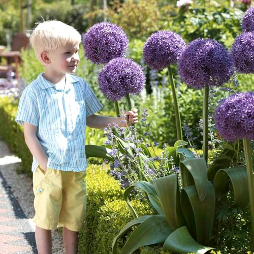 Carbeth Plants Allium Globemaster Spring Bulbs - Flowering Perennials