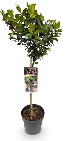 Ilex meserveae Blue Maid - Plante sur tige - Plante de terrasse - Caduc - Peu d'entretien - 80-90cm - Ø19cm - Plante de jardin