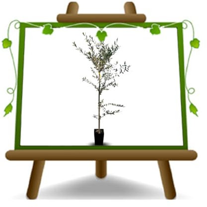 Olivier Olivenbaum Oliven Ascoli Ascolana - Obstpflanze Baum max 160-3 Jahre Anbau Italien