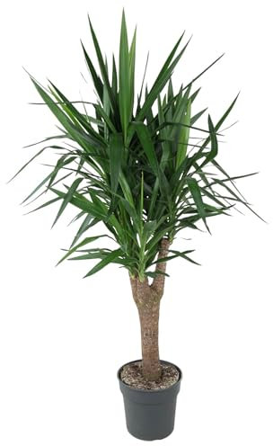 La Green Touch Yucca - Pie de elefante (planta de interior, 31 cm, altura 150 cm)