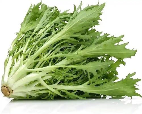 100pcs endives Vegetable Seeds Green
