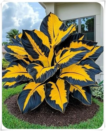 Rizomas de Hosta -En maceta,Otoño o primavera Excelente para plantar en interiores o exteriores-Fácil de cultivar. -4 Rizomas-C