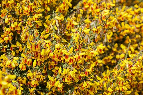 Cytisus scoparius 'Queen Mary' 60–80 cm – Winterhart, Mehrjährig, Pflegeleicht – Besenginster – Zierstrauch für Beet & Garten