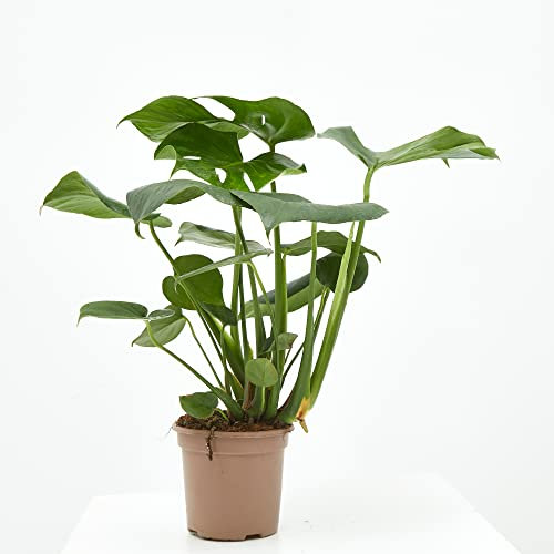 VERDECORA - Planta de Interior Natural - Costilla de Adán o Monstera Deliciosa - Maceta 3 Litros - Altura 50 - 65cm - Planta Natural Viva