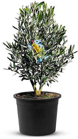 TropicTrees Hochstamm Olivenbaum winterhart | Busch Olea Europaea mit einem glatten Stamm und einer verspielten Form | echter Busch Olivenbaum 90 cm mit essbaren Oliven