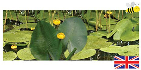 Lincolnshire Pond Plants Ltd - Nupar Lutea - Brandy Bottle - Native Yellow Water Lily - Marginal Pond Plants - Bareroot - Fish or Wildlife Pond and bog Aquatic Plants