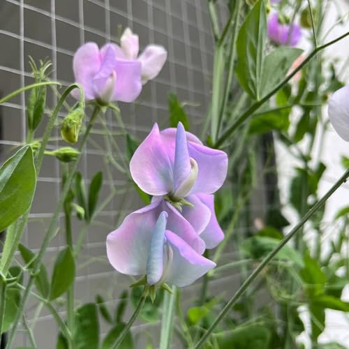 Pisello odoroso, pisello odoroso - semi di per balcone semi di tappezzanti, resistenti al freddo Decorazioni giardino per esterni, 850semi