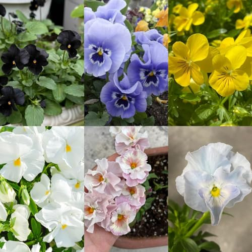 150 pcs Stiefmütterchen Samen Mehrjährig, Wildblumensamen Mehrjährig, Gartenpflanzen Winterhart Mehrjährig (Viola Tricolor) Balkonblumen, Winterharte Pflanzen Blumenwiese Samen, Steingartenpflanzen
