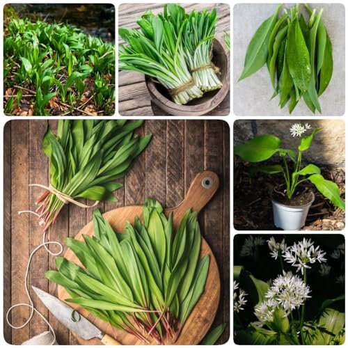 400 Pcs Bärlauch Samen Bio - Allium Ursinum - Gemüsesamen, Indoor Kräutergarten Bärlauch Pflanzen Kaufen Samen, Wildkräuter Samen Kräuter Nachhaltige Geschenke, Gemüsepflanzen Kräuter