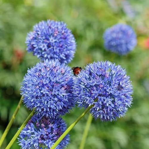 bulbi di Allium resistenti puerro gigante decorativi resistenti giardini di rocce decorazione balcone letti elevati ufficio 10pcs