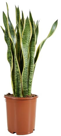 Bloomique - Sansevieria Laurentii - Bogenhanf - Sukkulenten - Zimmerpflanzen Groß - Sehr Pflegeleicht - Höhe 80-100 cm - Topf 21 cm