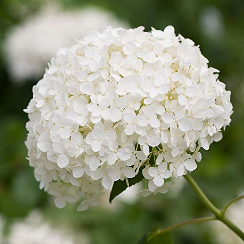 Gardeners Dream Hortensie Annabelle Arborescens - Sommerblühende Schneeballhortensie Annabelle - Winterharte Pflanzen für Garten - Hortensien Winterhart - Annabelle Hortensie