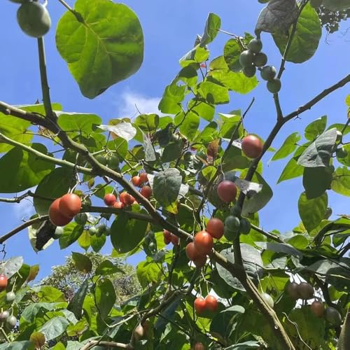 tamarillo tomate columnar semillas de en extremadamente resistentes balcón camas elevadas decorativas 100pcs