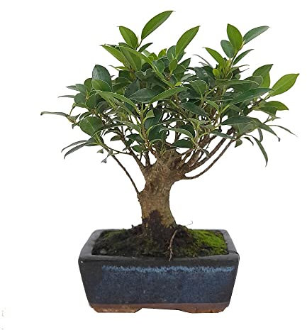 BONSAI NATURAL DE INTERIOR FICUS RETUSA 5 AÑOS
