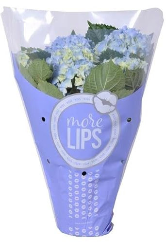 Hortensia Azul Planta Natural - Hortensia con Flores Azules - Planta Interior, Terraza y Jardín