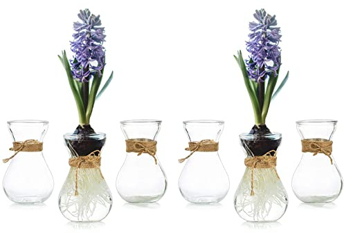 Small Glass Vases for Centerpieces - Hewory 6pcs Clear Mini Hyacinth Avocado Growing Bud Vase Bulk, Cute Tiny Flower Bulb Forcing Plant Containers Set for Wedding Home Living Room Table Decorations