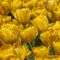Bulbi tulipani perenni, Tuberi di tulipano misti, tulipani bulbi mix,Tulipano pianta，Fioritura rapida, Abbelliscono il giardino-6 bulbi-C