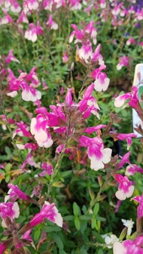 Salvia greggi MIRAGE 'Rose Bicolor'® / Sauge arbustive rose clair/Conteneur de 3 à 4 litres/Vivace