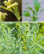1 Pack of 50 SEEEDS Mexican Marigold | Tagetes Minuta