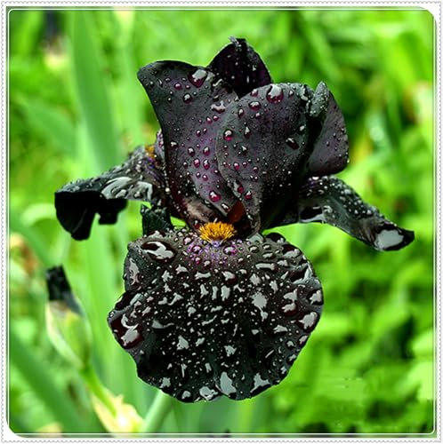 5 StüCk Iriszwiebeln, Bunte IrisblüTen, Elegant, Zwiebeln, Stauden,Winterhart, Leicht Zu üBerleben, SchmetterlingsföRmig,Geheimnisvoll, Winterharte Gartenpflanzen-C