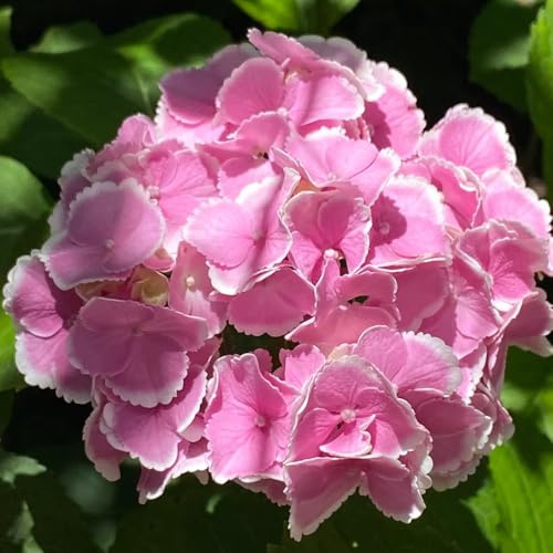 semillas resistentes de hortensia, perennes, trepadoras, balcón 350pcs