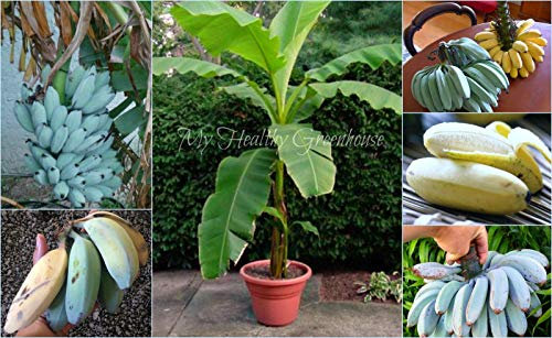 Portal Cool Seeds - estremamente raro Semi-nanoBlue Java o nominati gelato Banana, Zona 8!