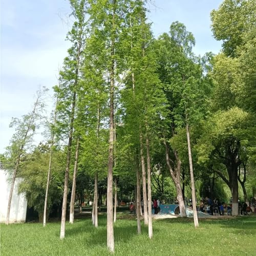 125 piezas Semillas de secuoya primitiva decorativas, bancal elevado camas elevadas para de jardín, resistentes al invierno para contenedores, Semillas