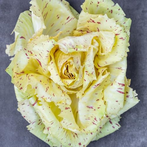 semi di cicoria, fresche, giardino biologici, davanzale 500pcs