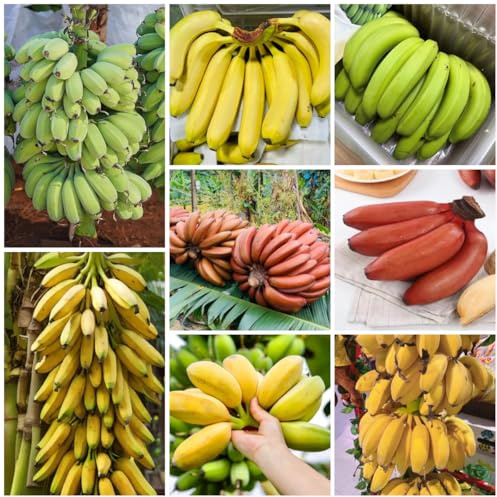 semillas de plátano resistentes de plátano, fresca, para balcón plátanos de plátano, resistentes al exterior 90pcs