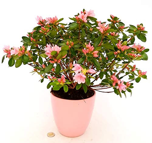 POWERS TO FLOWERS - AZALEA DA ESTERNO KIRIN IN VASO CERAMICA ROSA, pianta vera