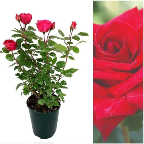 Carbeth Plants - Rose Bush Royal Willliam - Red Hybrid Tea Rose Bush for The Garden in a 3Litre Pot (2)