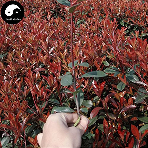 Buy Photinia Serrulata – 50pcs Plant Red Robin Heather Shi Nan : Seeds Only
