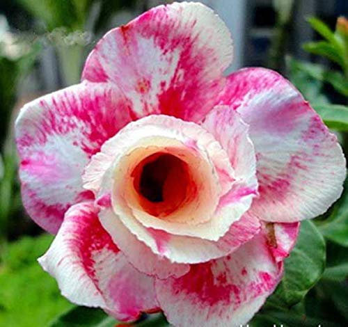 seedsown Semillas de rúcula - 1000 Semillas-Envío el Mismo día