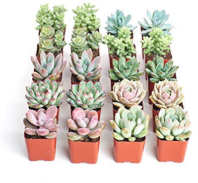 Pack de 20 Crasas y Suculentas Mix 5cm Plantas Naturales