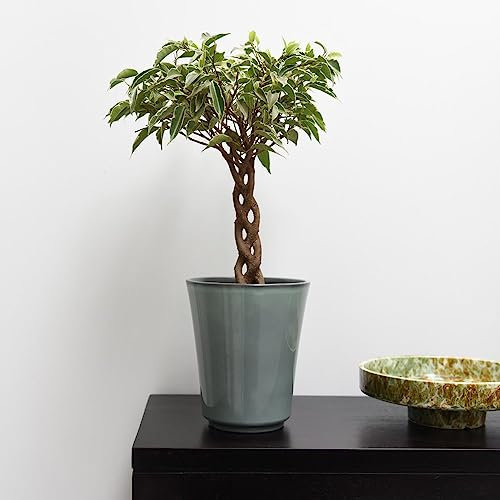 Ficus benjamina Nina: Braided Stem Beauty in a 1x 12cm Pot - Lush and Elegant Houseplant - Tender Shrub by Thompson and Morgan