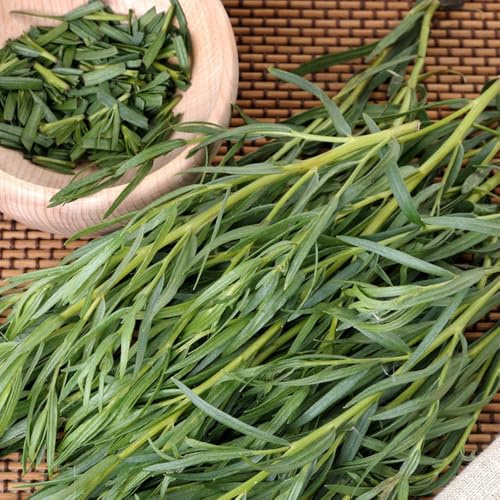 Semi di dragoncello biologici, semi di selvatiche giardino di esotiche copertura del terreno acquistare di dragoncello rare per giardino 250pcs